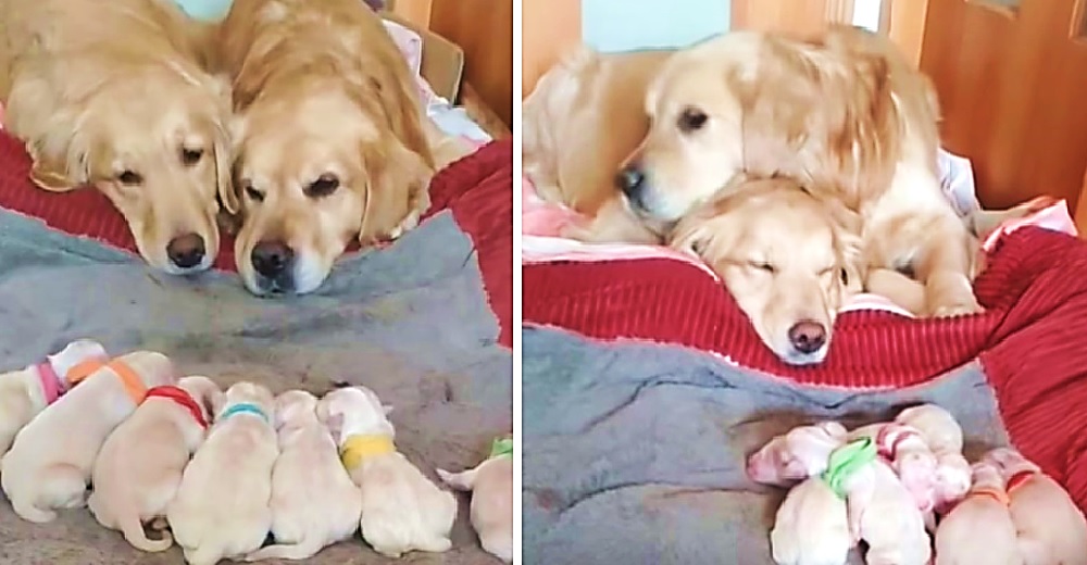 Graban a un papá y una mamá golden cuidando amorosamente de sus 7 cachorros recién nacidos