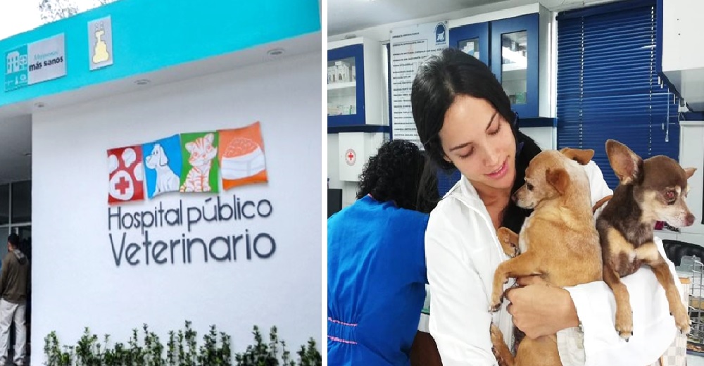 Los rescatistas se quedan sin espacio, pero el gobierno los ayuda creando un hospital veterinario