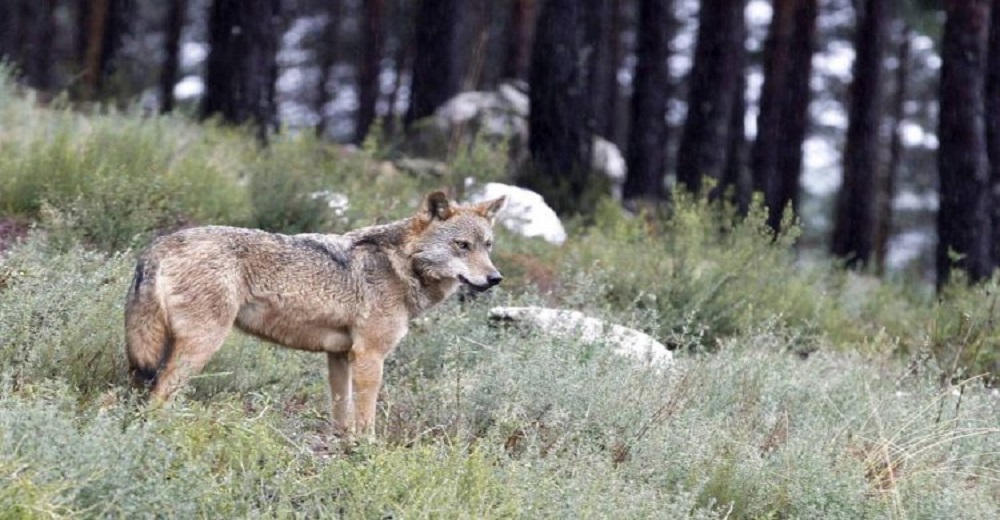 El triste destino del último lobo ibérico tras el permiso a los ganaderos para matarlo