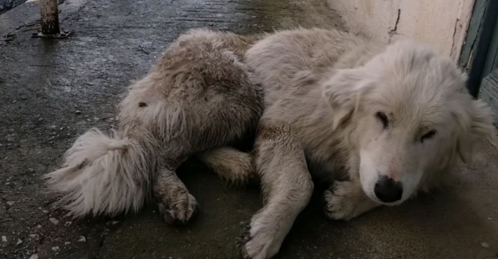 Devastada perrita siguió al humano que la dejó a su suerte hasta que cayó derrotada en la acera