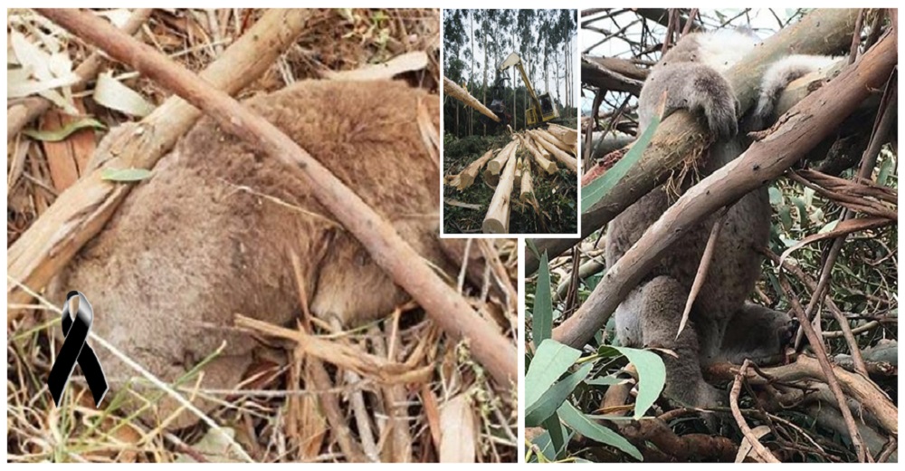 Australia investiga la vergonzosa masacre de más de 80 koalas mientras reposaban en sus árboles