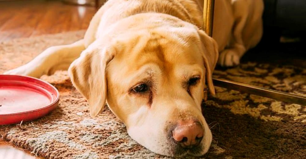 Aseguradoras de mascotas advierten el aumento de ansiedad y depresión en perros, gatos y conejos