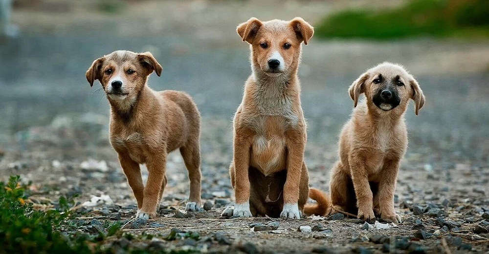 Dicen ser amantes de los animales pero nadie abandona tanto como los mexicanos, según estudio