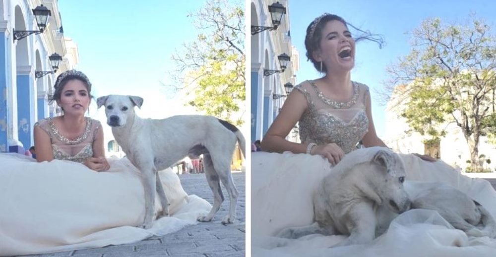 Un perro sin hogar interrumpe la sesión de fotos de una quinceañera y el resultado se hace viral