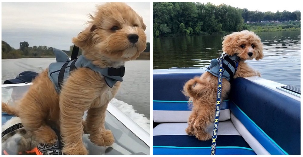 Graba a su amado perrito durante su primer paseo en lancha para probarles a todos su reacción