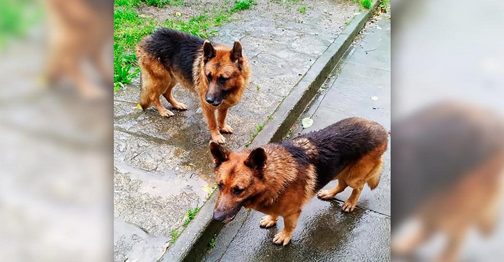 La súplica de un enfermo con cáncer terminal que busca desesperadamente hogar para sus perros