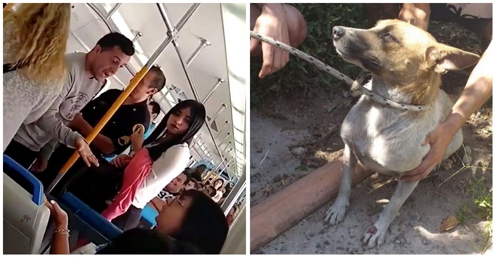 Buscan un hogar para la perrita rescatada por vecinos, tras ser lastimada y expulsada de un tren