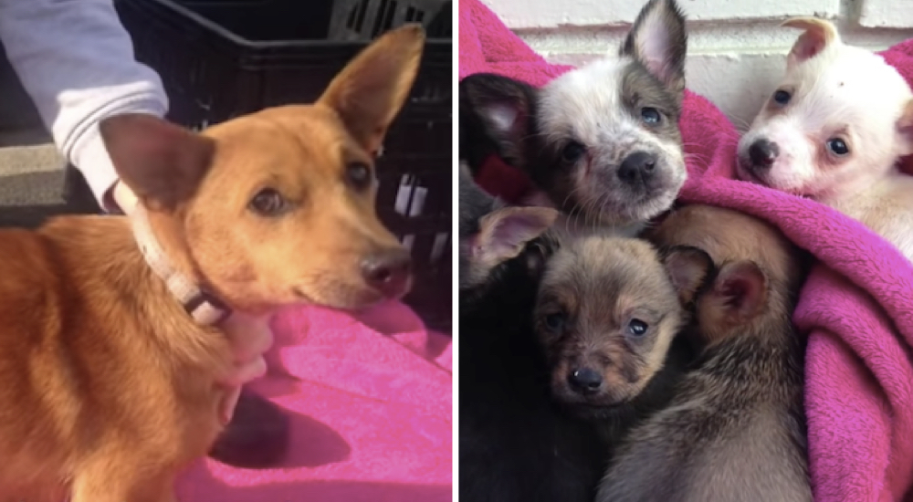 Estos 7 cachorritos creyeron que perdieron para siempre a su mami, el reencuentro es mágico