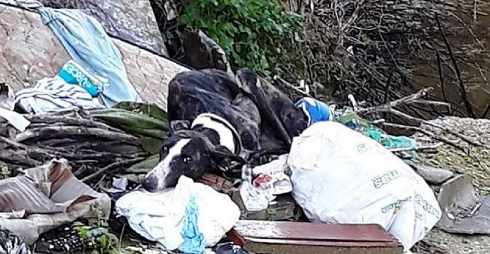 Rescatan a una perrita galgo con sólo 14kg en una montaña de basura donde esperaba la muerte