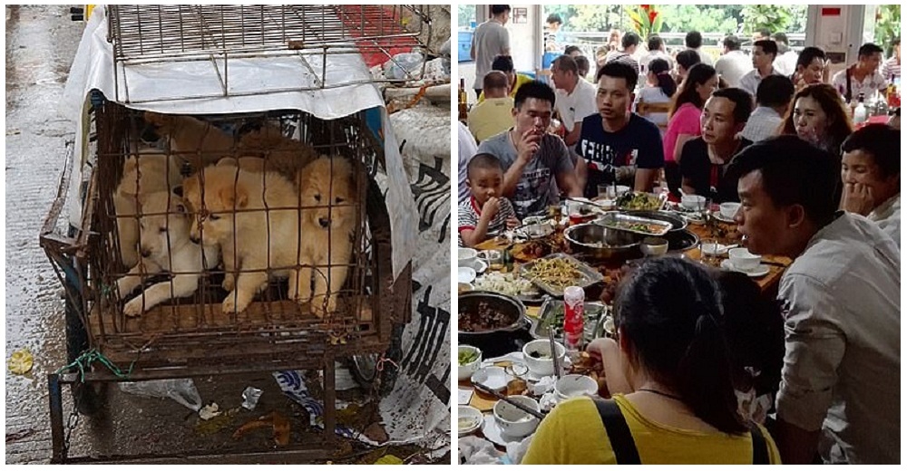 Tras años de lucha en esta ciudad China prohibirán el consumo de carne de perro por el coronavirus