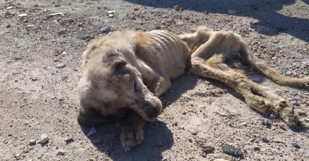 Ragnar, el famélico perrito rescatado con sólo 18 kilos, se aferra a la vida y suplica ayuda