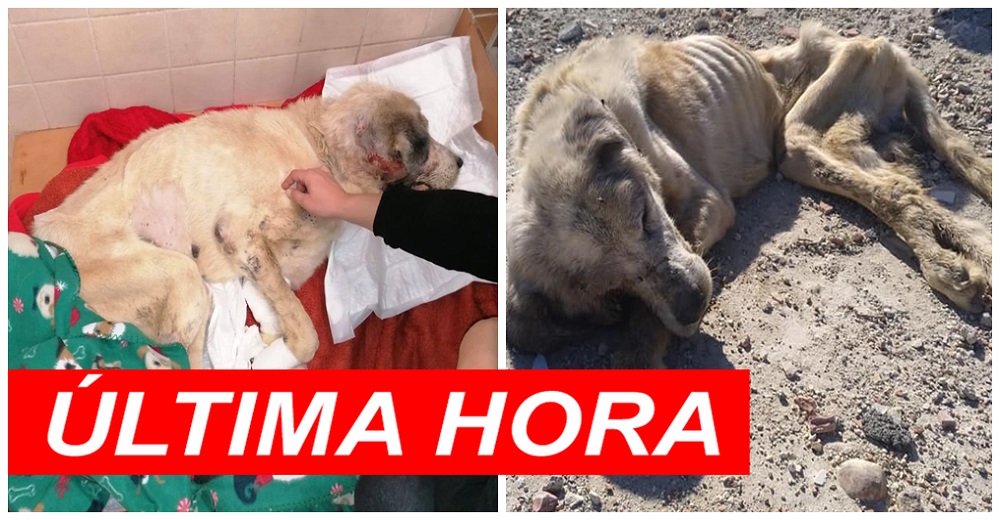 «No ha podido aguantar más»– Muere Ragnar, el perro flamélico rescatado que luchó hasta el final