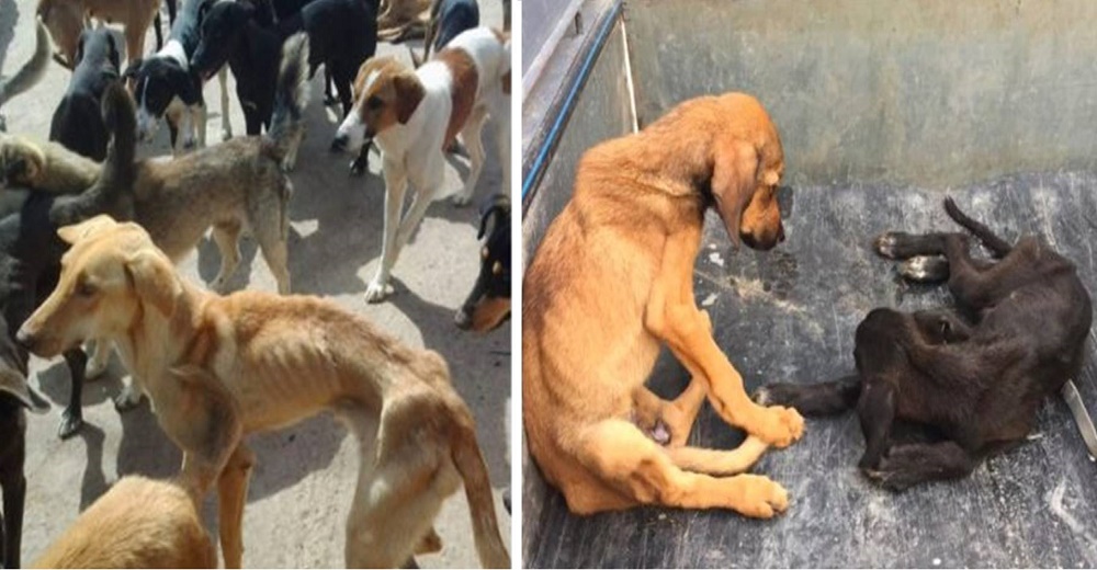 Perritos callejeros flamélicos en refugio local son obligados a comerse entre sí para sobrevivir