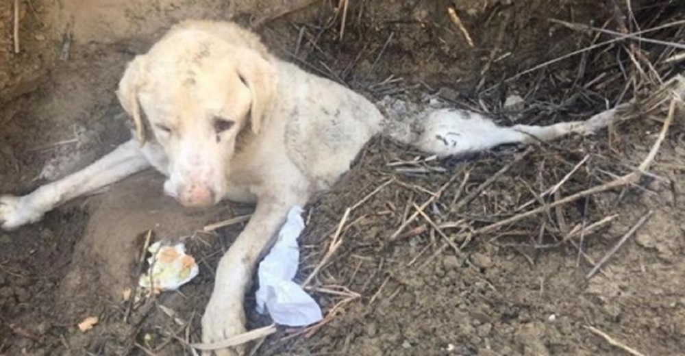 La lucha por sobrevivir de un perrito tras ser enterrado vivo en un barranco