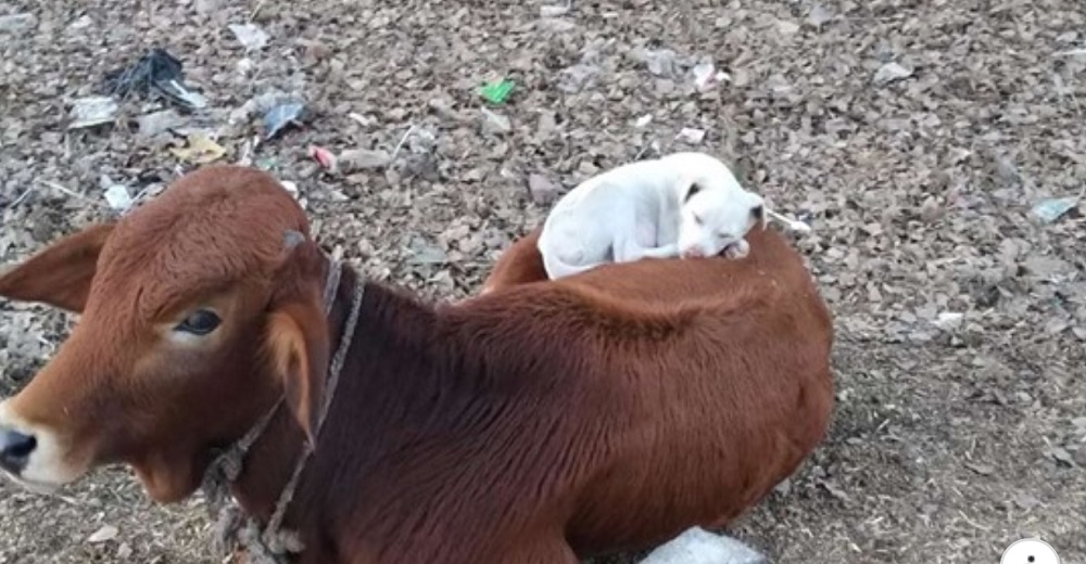 Perrito agotado de su vida sorprende a todos al refugiarse en la espalda de su mejor amiga 