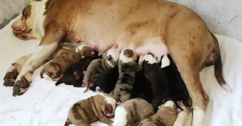 Pensaron que tendría 8 perritos pero el día del parto sus dueños se quedaron desconcertados