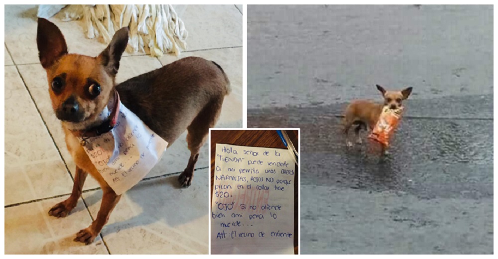 Envía a su perrita a la tienda con una nota para no saltarse la cuarentena