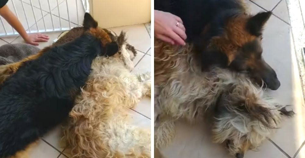 Un perrito llora desconsolado sobre el cuerpo de su mejor amigo pensando que había fallecido