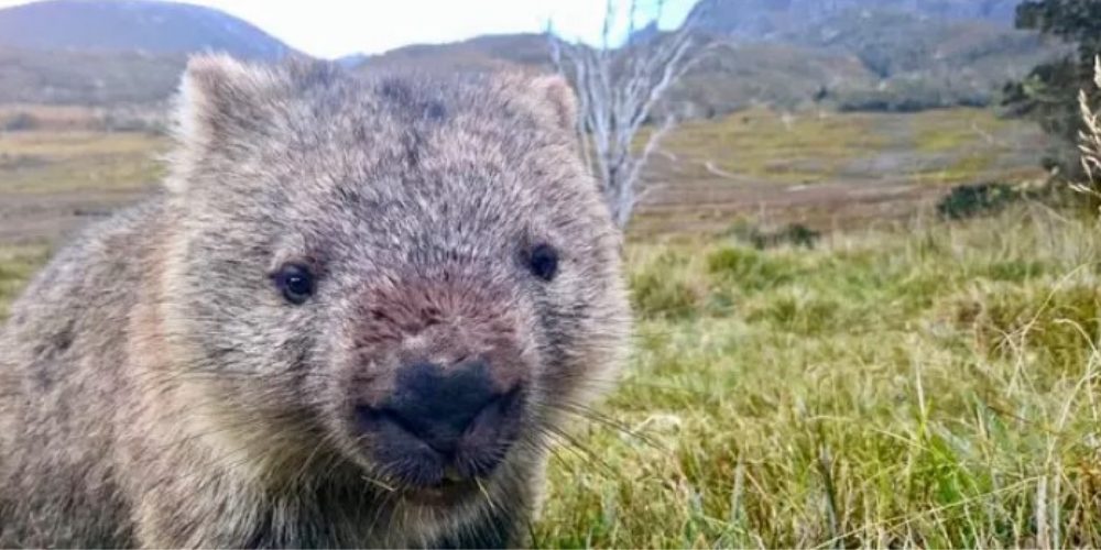 Por fin una ley protege a estos hermosos animales de la caza furtiva, los mataban por diversión