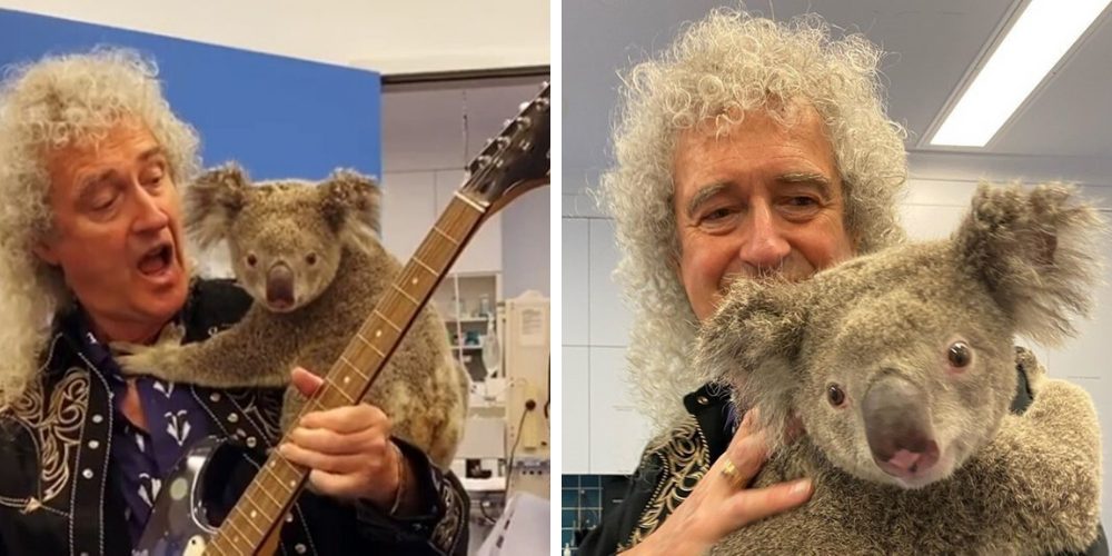 Guitarrista de Queen ofrece un concierto privado a un koala rescatado del fuego y se hace viral