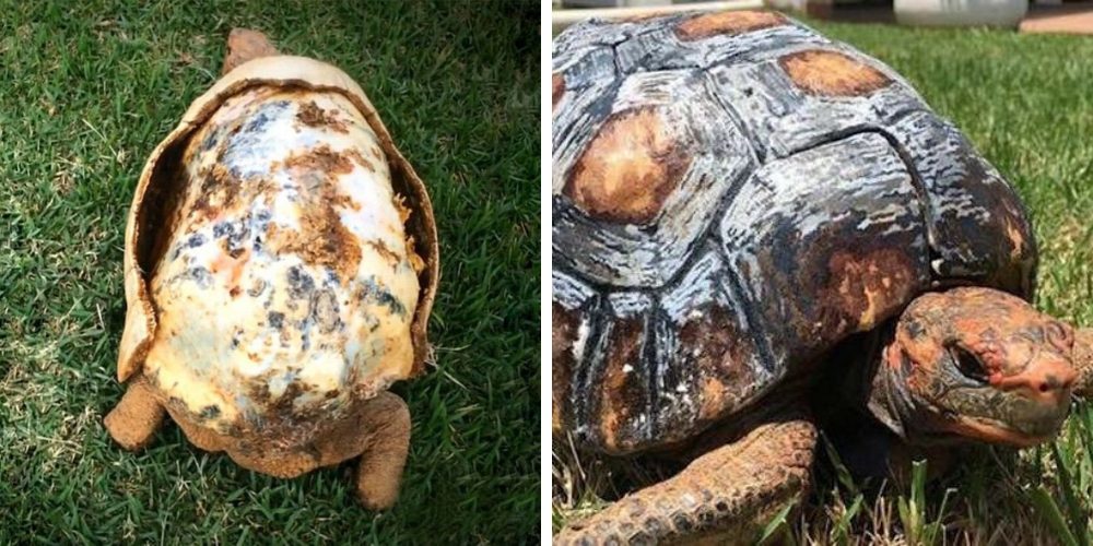 El caparazón de esta tortuga se quemó y logran construirle uno idéntico