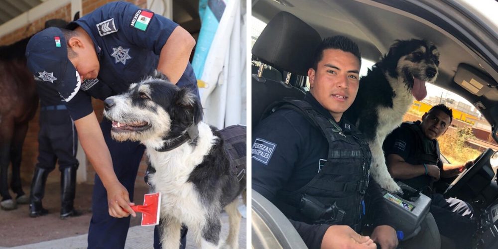 El perro que rescataron los agentes desconsolado en las calles se convierte en un policía más