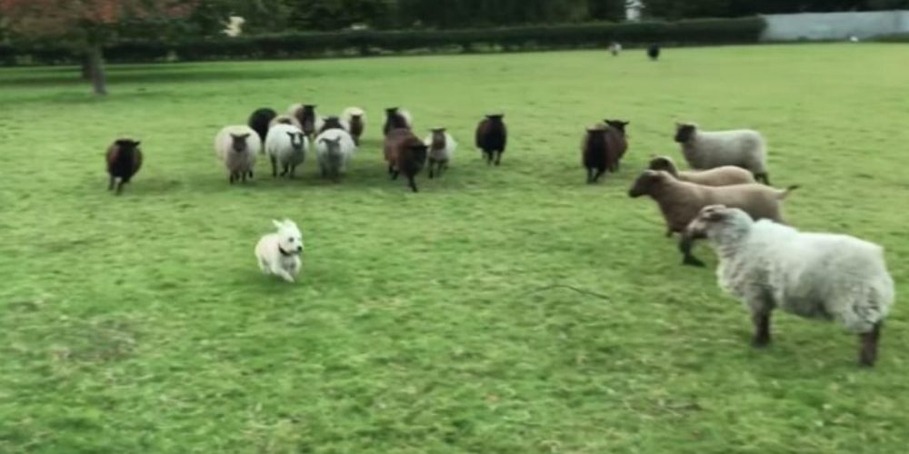 Graban al «peor perrito pastor del mundo» y nadie puede parar de reír con su nueva técnica