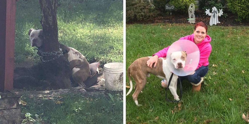 Rescatan a un pitbull que fue atado a un árbol en el patio de su vivienda y no podía moverse