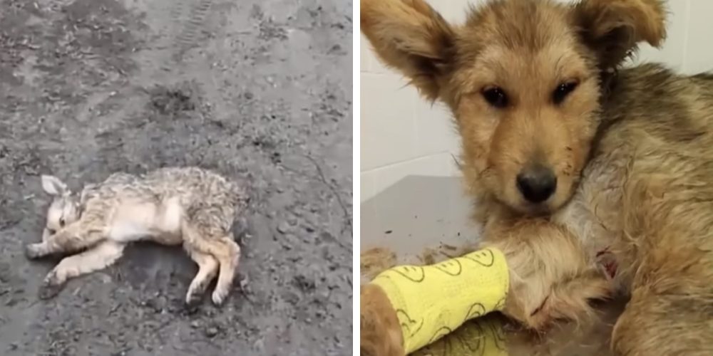 Rescatan a un perrito atropellado y lo someten a una operación que le salva la vida