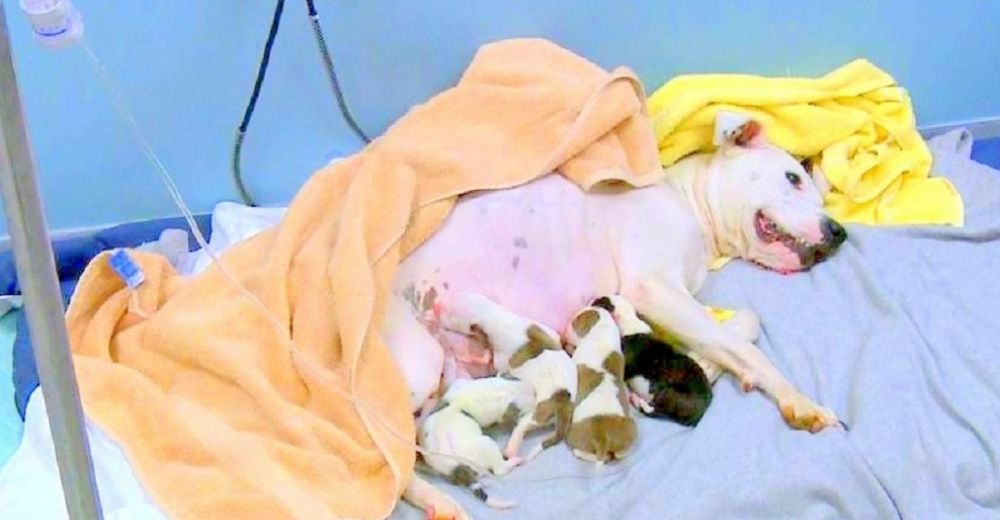 Una perrita pierde a 5 de sus cachorros al ser cruelmente abandonada mientras daba a luz