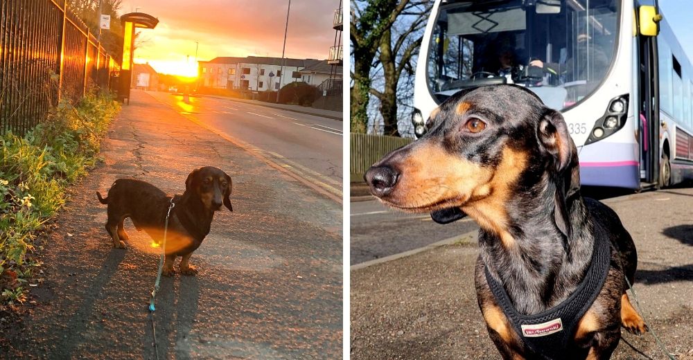 El travieso perrito que se escapó para ir a la playa y viajó en un autobús 30 kilómetros