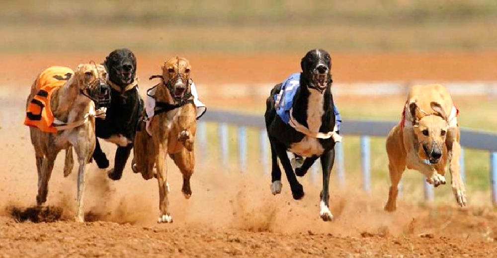 Alarma después de que en una carrera varios perros galgos fueron diagnosticados con coronavirus