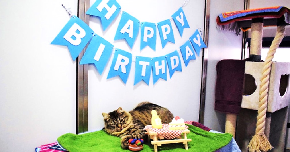 Celebran una fiesta para ayudar a una gatita a conseguir un hogar y todos la rechazaron