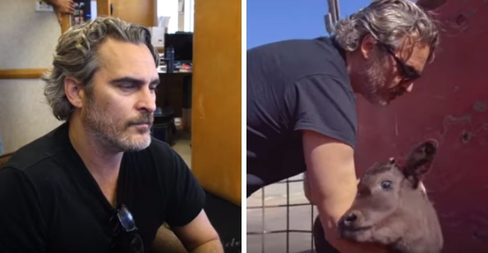 El actor Joaquin Phoenix hace lo impensable por salvar a una vaca y a su bebé de un atroz final