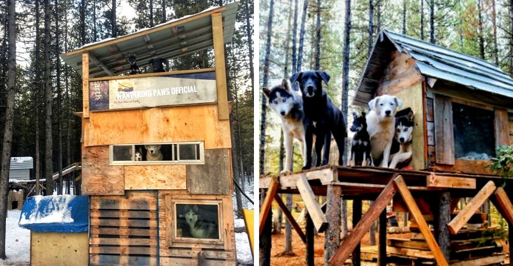 A estos 5 perros les construyeron un palacio de 3 pisos con una casa de árbol incluida