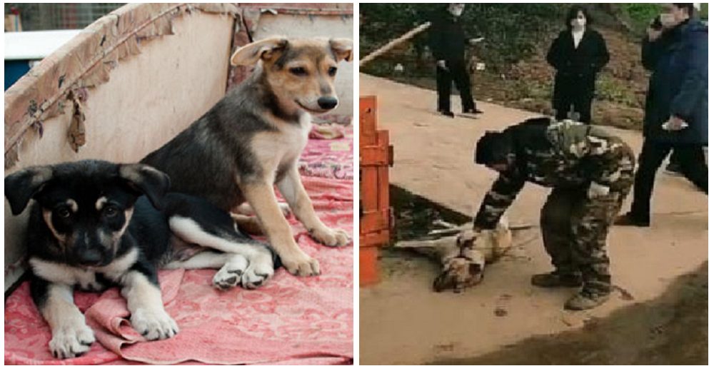 En este país crean una ley para penalizar a quienes abandonen o maltraten a perros durante la pandemia