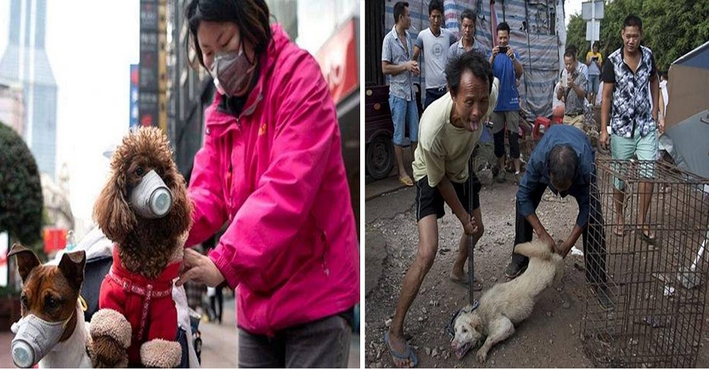 «Comer carne de perro es parte de la cultura del país»–El polémico mensaje de una empresa china