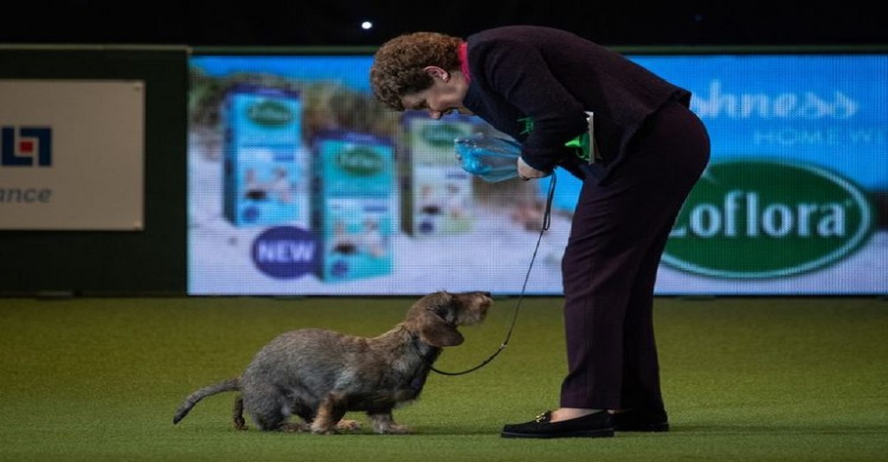 Perrita ganadora de una competencia canina deja avergonzada a su dueña en su vuelta de honor