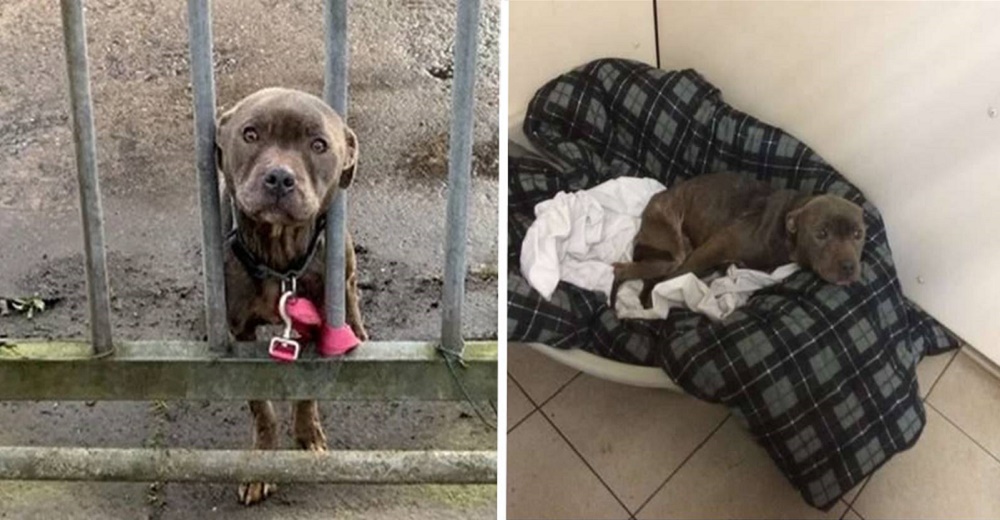 La triste mirada de súplica de una perrita abandonada y atada en las puertas de un refugio