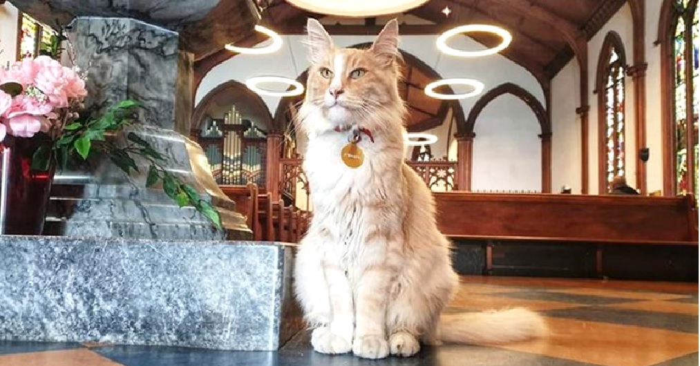 Miles de personas viajan sólo para tomarse fotos con este gato conocido como el Rey del país