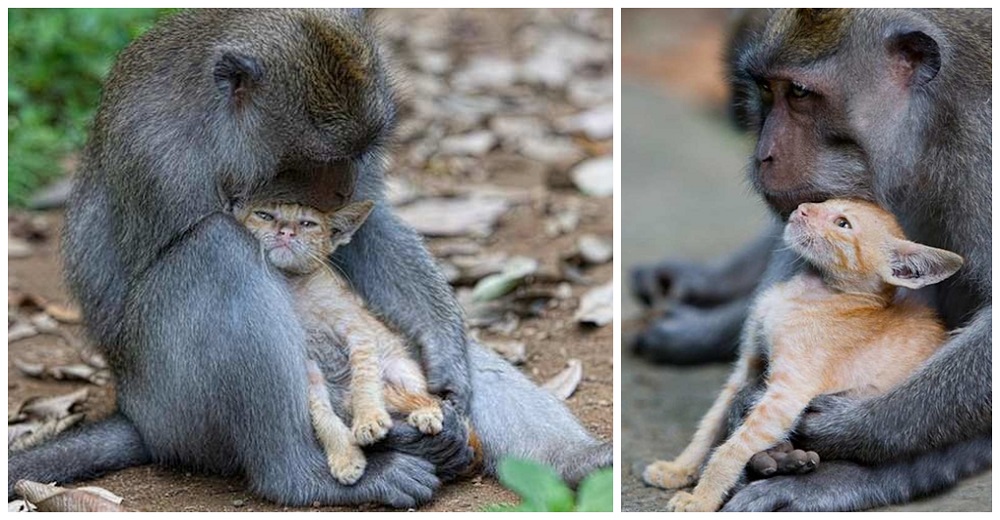 Graban a un gatito siendo «adoptado» como propio por dos monos pero no es tan tierno como parece