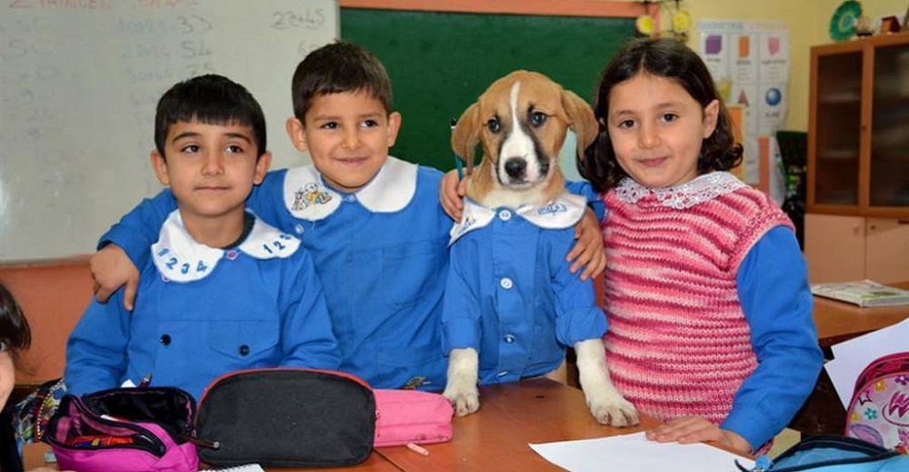 El perrito que abandonaron en un cementerio se convirtió en un alumno más de la escuela