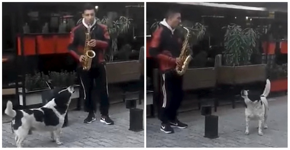 Perrito se acerca a un saxofonista callejero y juntos protagonizan la más dulce improvisación