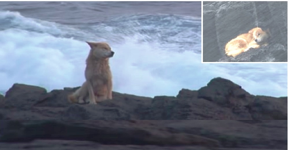 Pasó meses en una roca mirando al mar sin perder la esperanza de que sus dueños regresaran