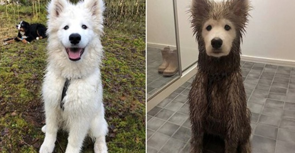 Cachorro travieso que termina repleto de barro excepto su carita enloquece a las redes