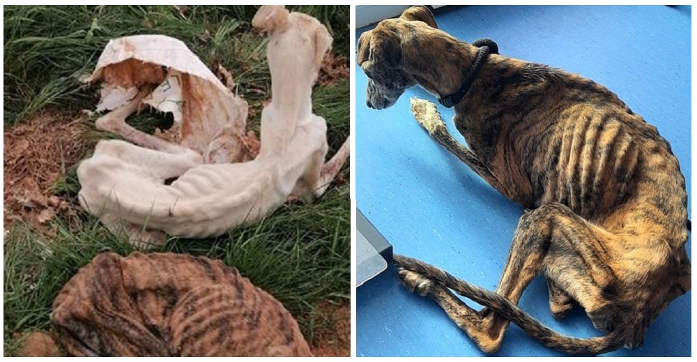 Encuentran a 2 perritas galgos flamélicas tiradas como basura pero ellas se aferran a la vida