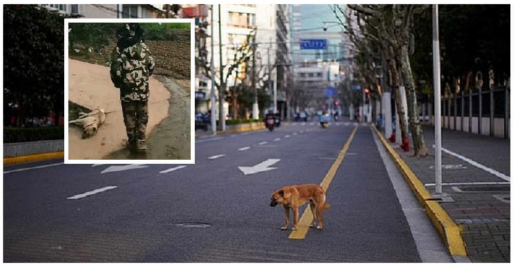 Funcionarios chinos ofrecen recompensa a quienes terminen con la vida de cada perrito callejero