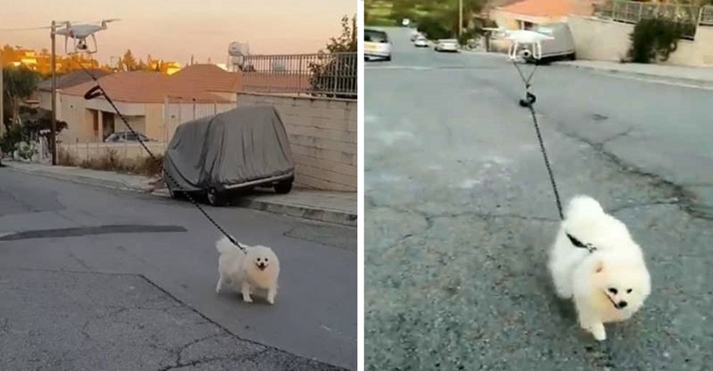 Graban lo que hace un dueño para ingeniárselas para pasear a su perro sin romper la cuarentena