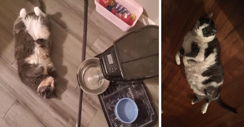 Una gata se queda junto al dispensador de alimentos desesperada hasta que logre obtener comida