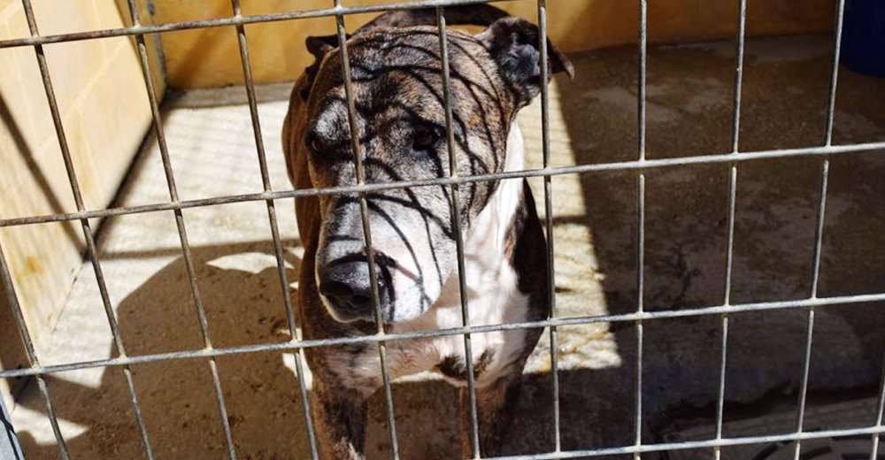 Desde un refugio suplican que alguien cumpla el sueño de un perro anciano abandonado